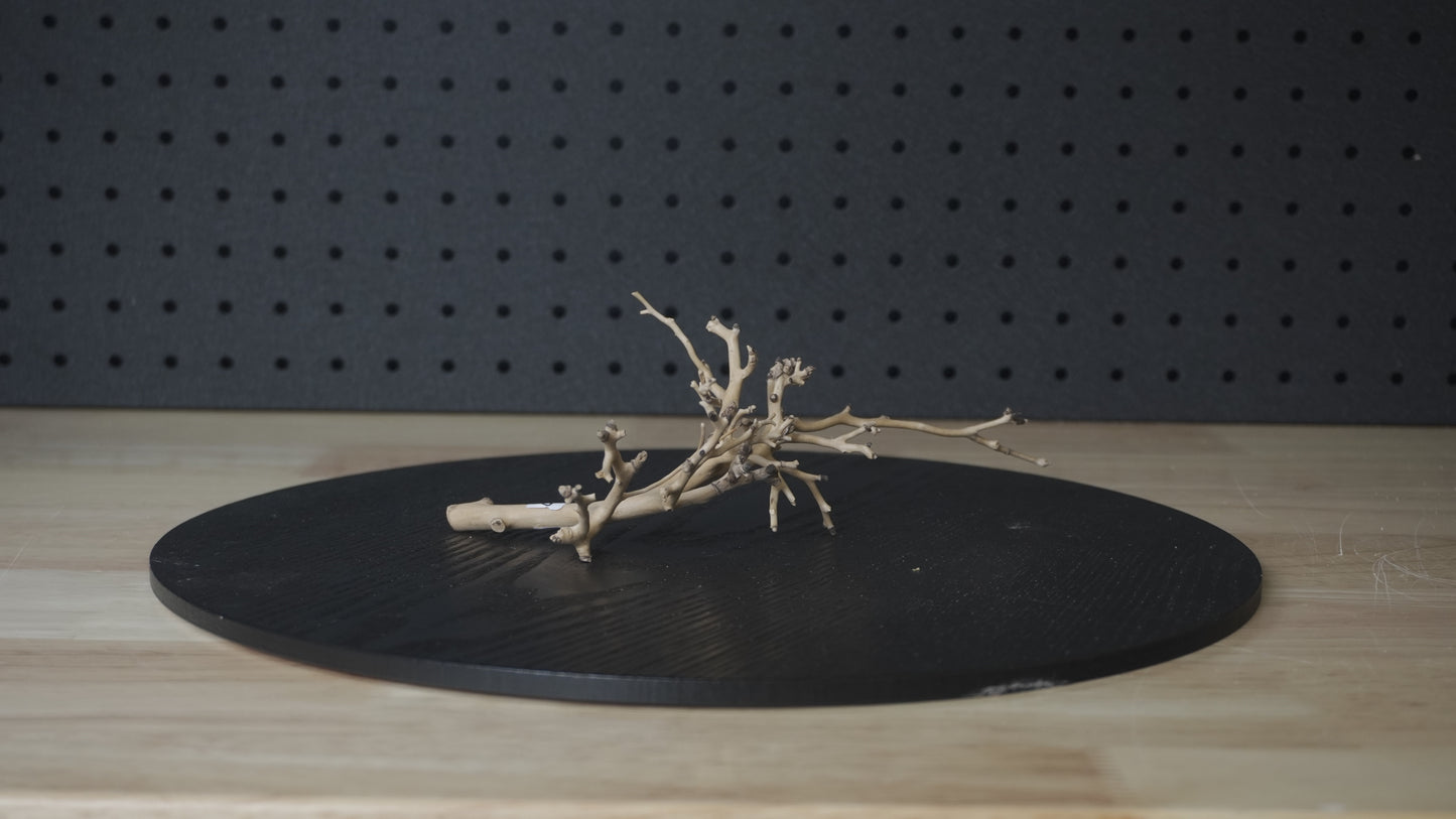 Drift Wood | Coral - Nano