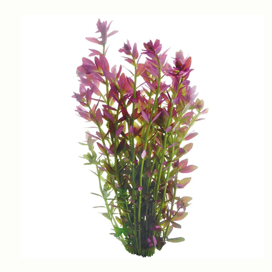 Live Stem Plant Bunches