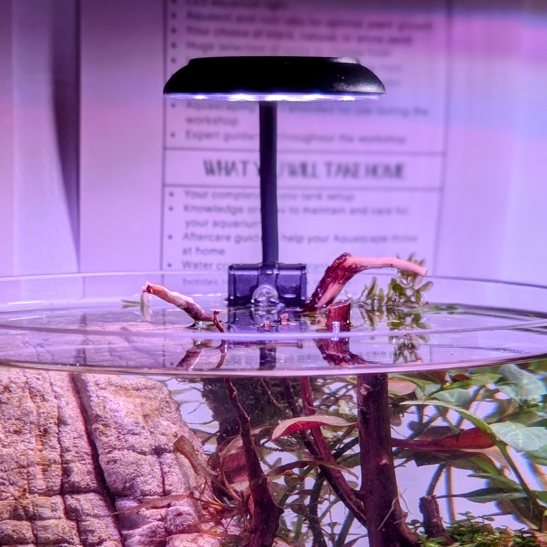 Clip On Round Nano Aquarium LED Light | Black