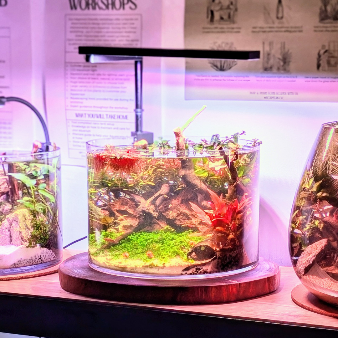 Acacia Wooden Base | Approx 32cm