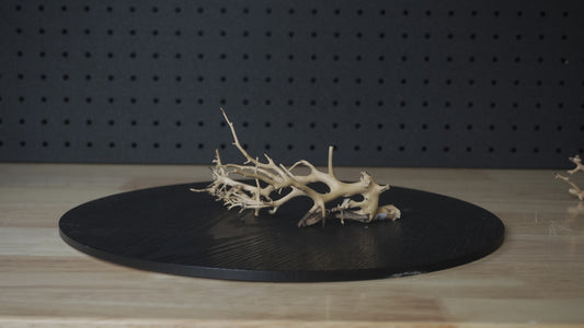 Drift Wood | Coral - Nano