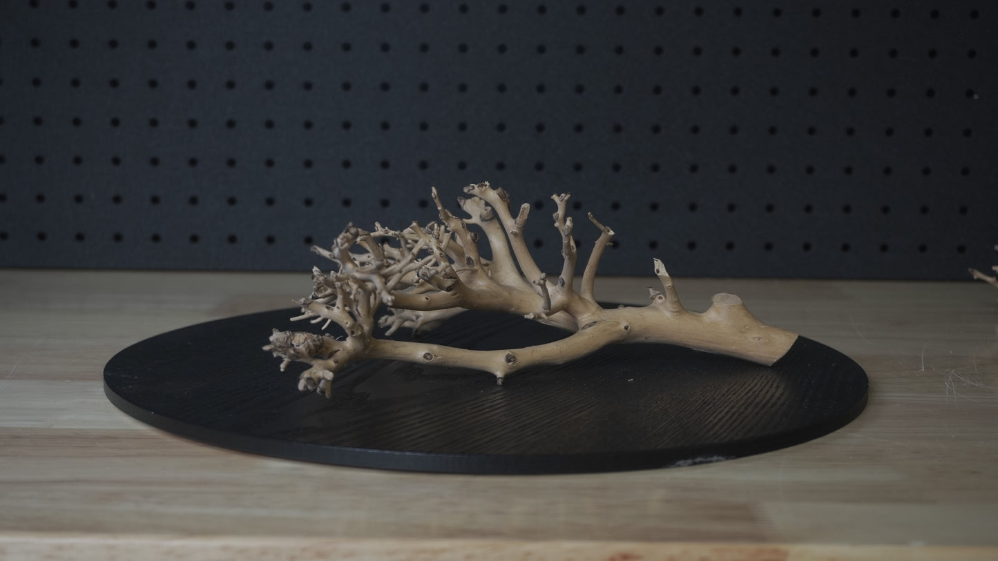 Drift Wood | Coral - Standard