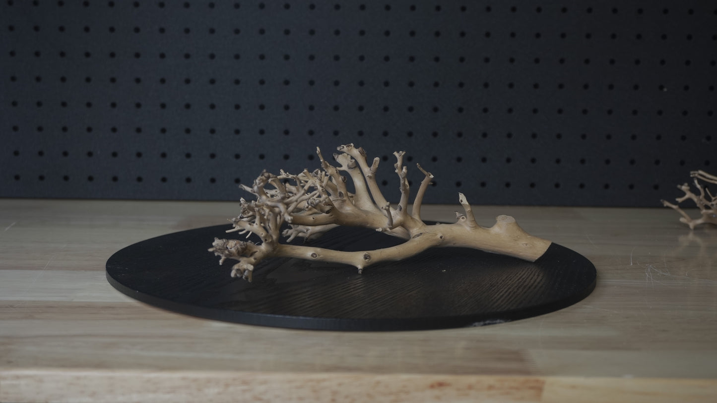 Drift Wood | Coral - Standard