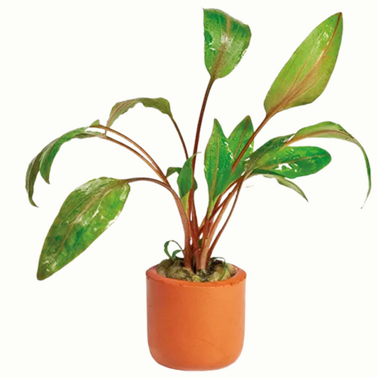 Live Potted Plants
