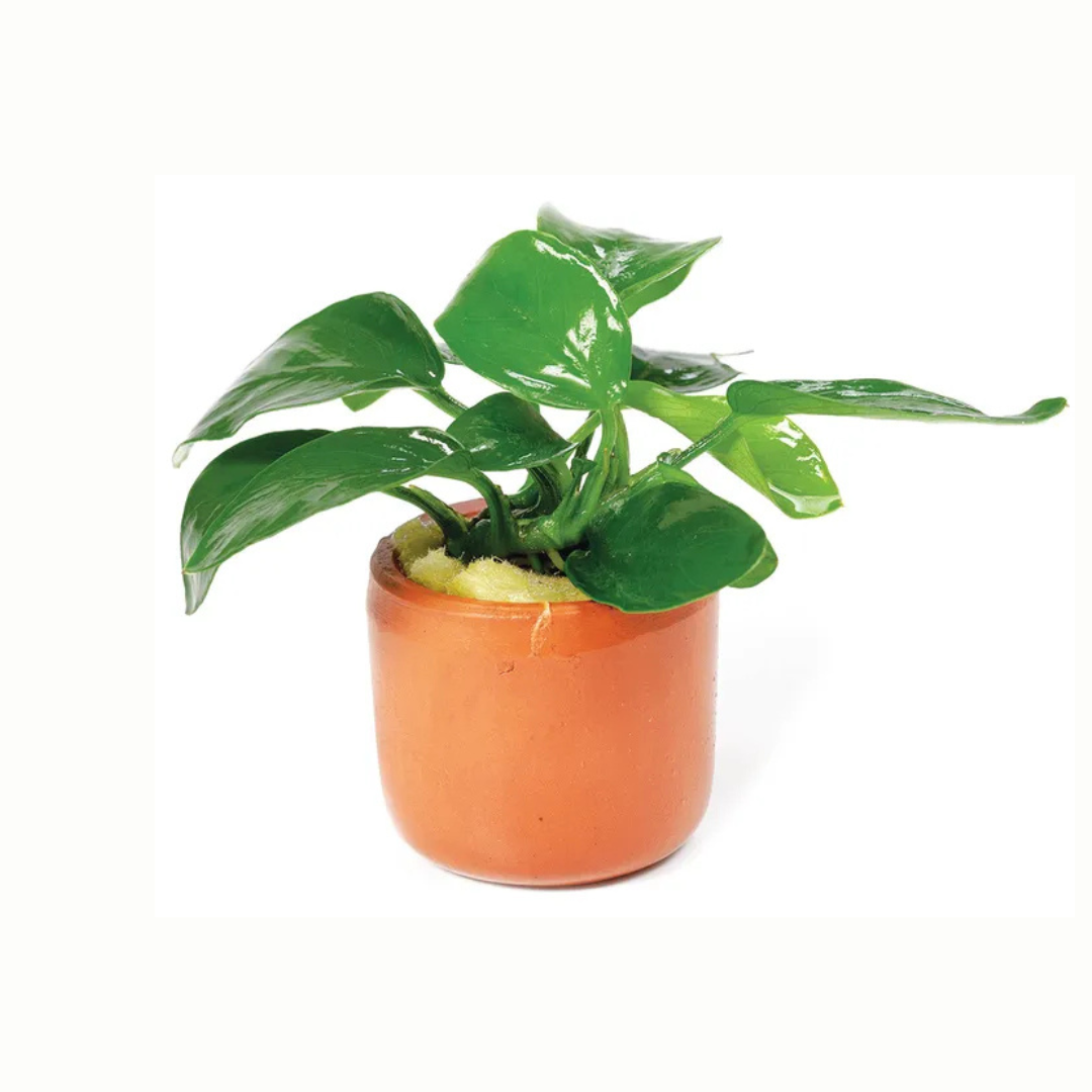 Live Potted Plants