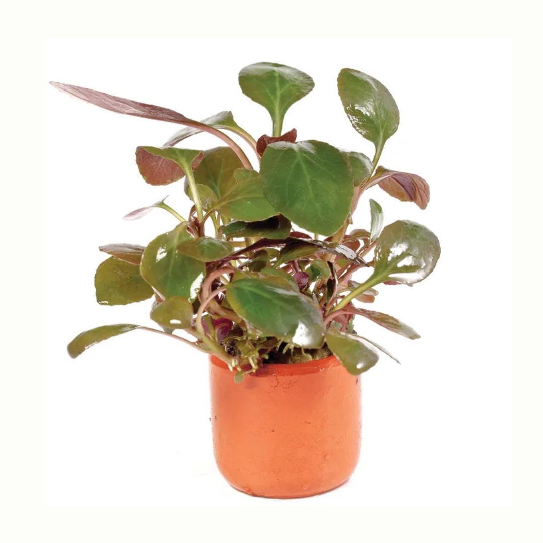 Live Potted Plants