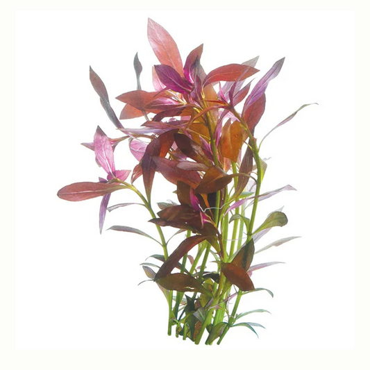 Live Stem Plant Bunches