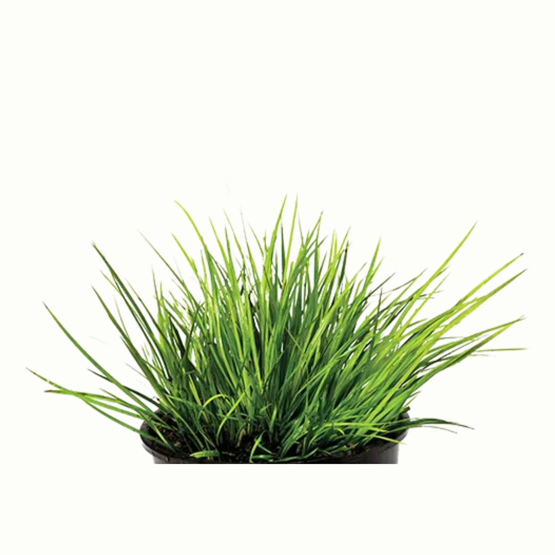Live Stem Plant Bunches