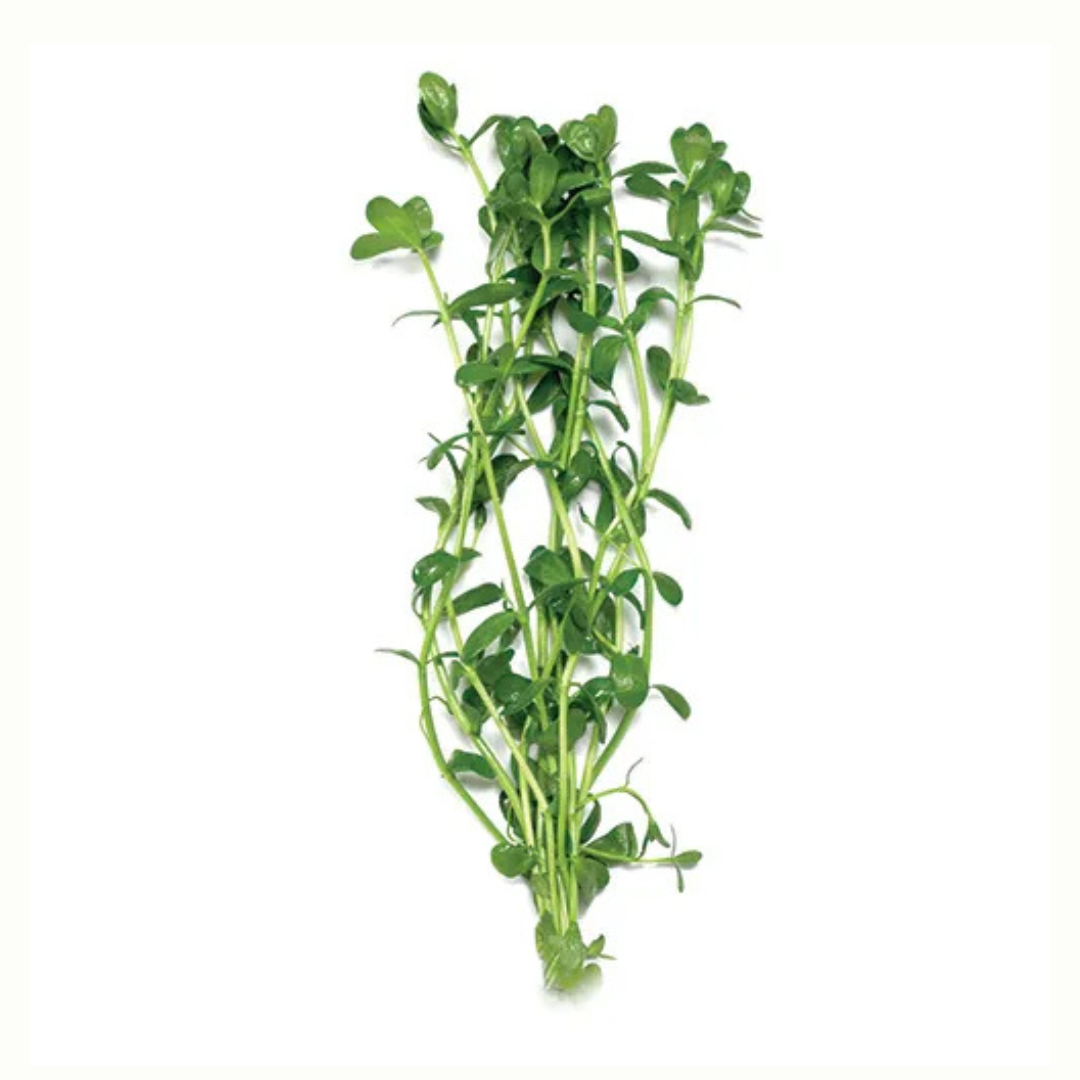 Live Stem Plant Bunches