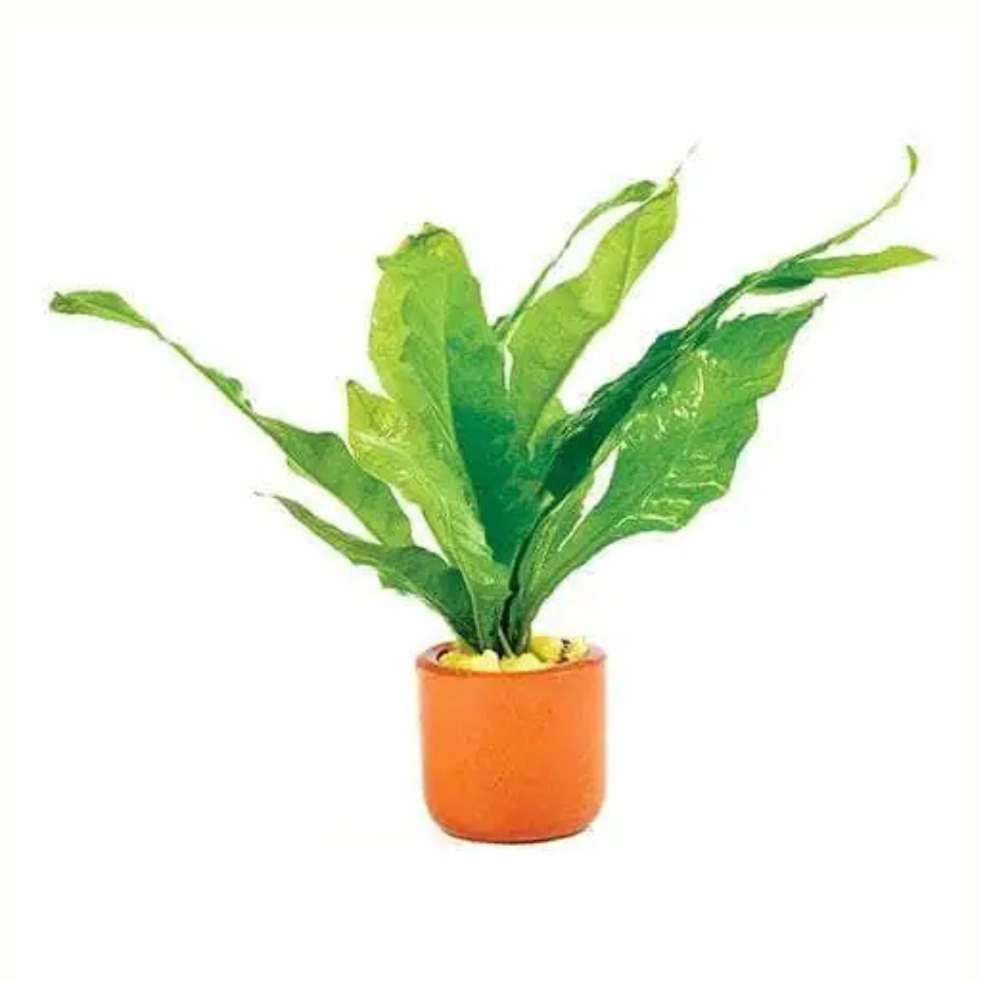 Live Potted Plants